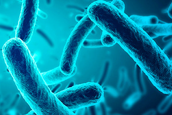 The skin microbiota helps protect the body from external aggressions.
